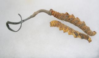 Orugas chinas (Cordyceps sinensis)